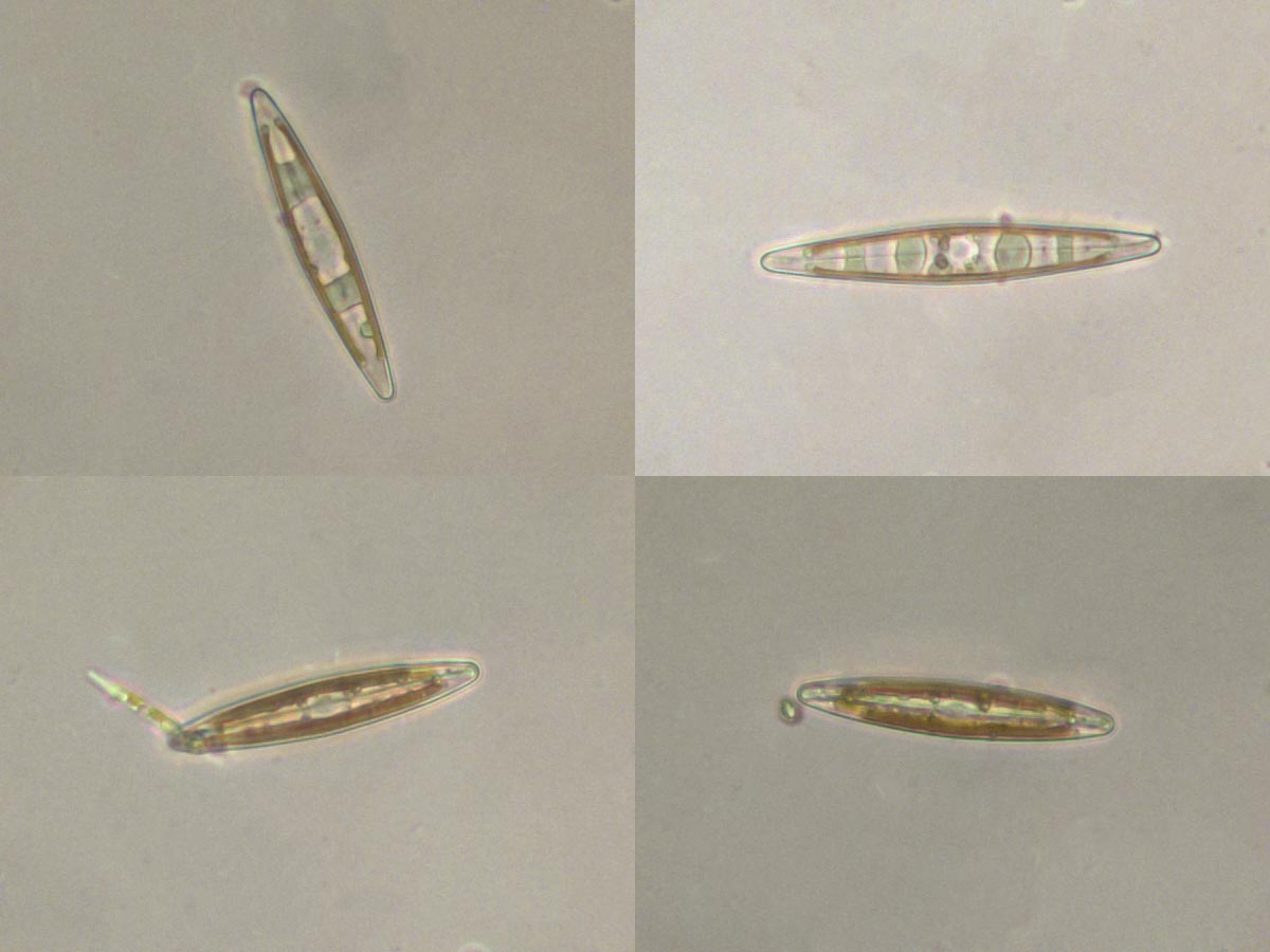 Navicula sp.